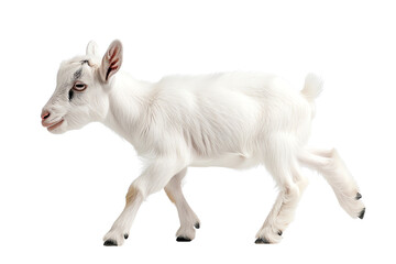 Fototapeta premium A lively white goat walking gracefully, showcasing its playful nature against a white isolated background.