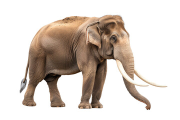 Fototapeta premium A majestic elephant standing on a white isolated background, showcasing its impressive size and unique features.