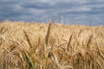 Naklejka premium Farmland with barley in summer