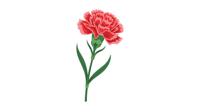 Single red carnation flower with green leaves and a long stem is illustrated as a symbol of love and admiration.