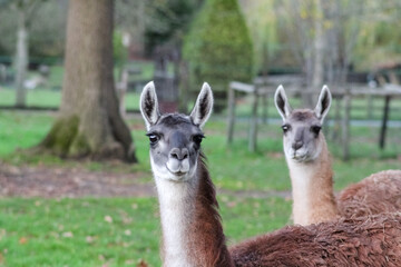 A close-up of a llama with long, upright ears and dark, intelligent eyes. Its unique grey and white coat stands out against the soft-focus green field and rustic wooden fence in the background. © Irina Ivanova