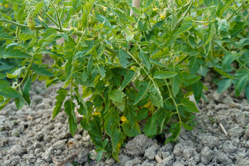 Obraz premium Young tomato plant with green fruit and yellow flowers growing in the soil