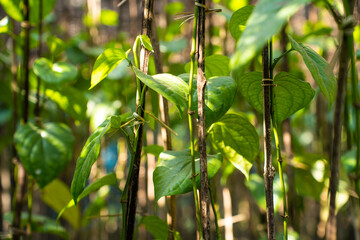 Close up of vibrant green pepper plant vines and leaves illuminated by soft sunlight