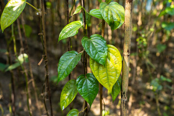 Close up of vibrant green betel leaves on a vine with bamboo stalks © Tohamina