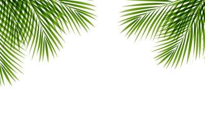 Green Palm Tree Branch Frame White Background