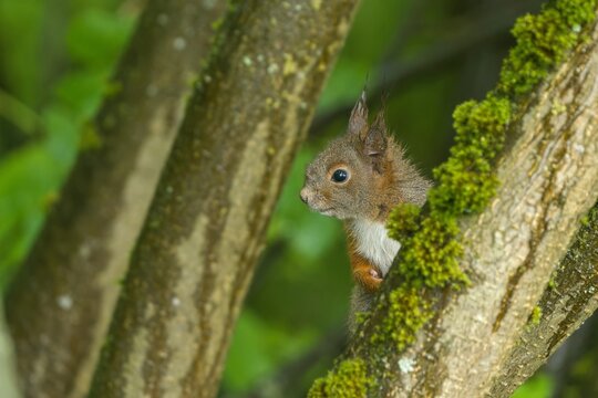 A baby european squirrel climbs on a tree. Portrait of a cute european red squirel in the nature habitat.  Wildlife scene with a squirrel. Sciurus vulgaris