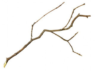 Isolated study of a curving, dry tree branch with exposed wood at the base against a deep, solid field © md