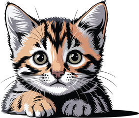 Obraz premium Kotki cute kitten face close up with big eyes and soft striped fur detail