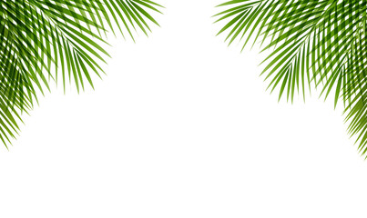 Fototapeta premium Palm Tree Branches Frame White Background