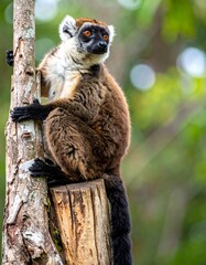 Fototapeta premium A primate with brown and black fur perches on a tree trunk. It has orange eyes and a long, striped tail