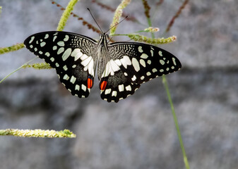 Obraz premium butterfly on a leaf