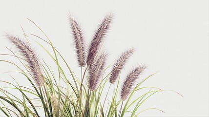 Ornamental Grass Plumes in Soft Light: Natural Elegance for Backgrounds and Design Elements