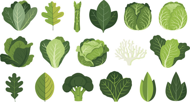 Green vegetable leaves collection set. Cabbage, broccoli, asparagus and lettuce varieties. Fresh organic farm produce flat vector illustration bundle.