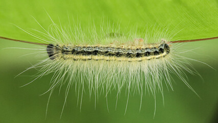 Hairy striped caterpillar crawling under green leaf. © Silmiart