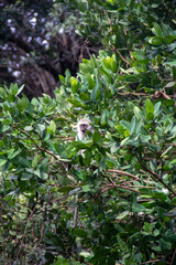 Vervet Monkey on a Tree