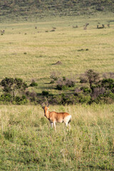 Naklejka premium Hartebeest Standing in the Savanna