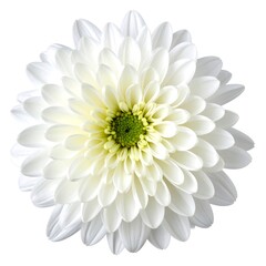 A pristine white flower in full bloom, showcasing numerous delicate petals arranged around a vibrant green center