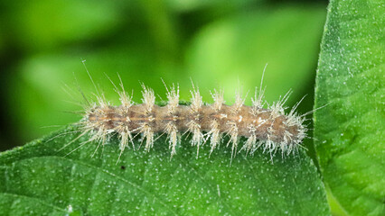 Fototapeta premium Hairy brown caterpillar resting on a vibrant green leaf.