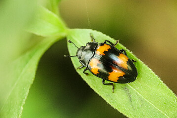 Orange and black beetle resting on green leaf macro shot.