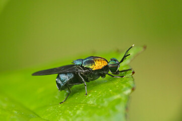 Iridescent blue and orange insect resting on green leaf.
