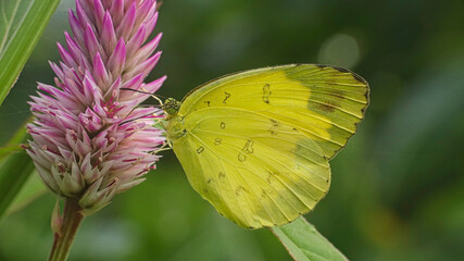 A yellow butterfly perched on a purple flower. © Silmiart