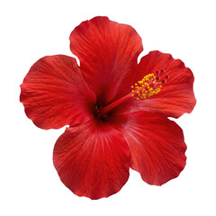 Red hibiscus tropical flower head isolated