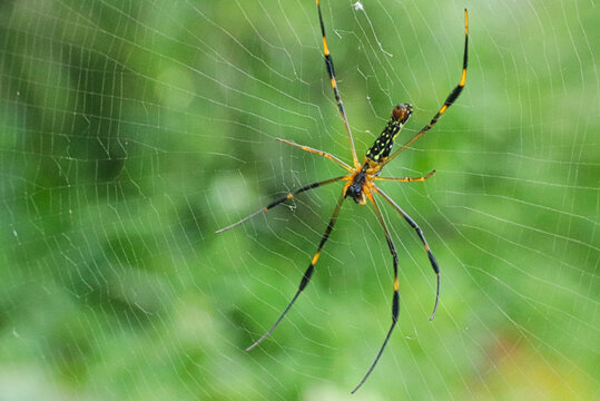 Giant wood spider on its web with blurred green foliage.