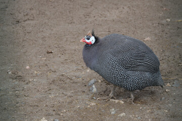 Single helmeted guinea fowl or guinea fowl bird.  Numida meleagris