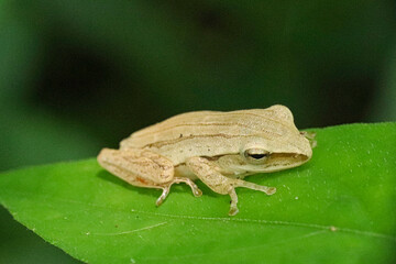 Obraz premium Brown tree frog perched on a green leaf side view.