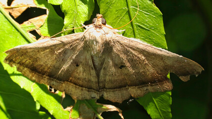 Large brown moth with open wings perched on green leaf. © Silmiart
