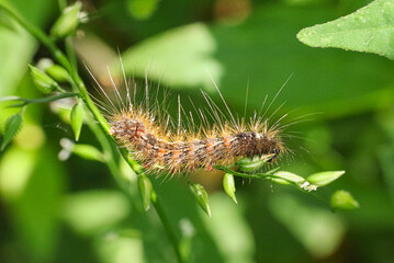 Fototapeta premium Hairy caterpillar crawling on green plant stem with tiny flowers.