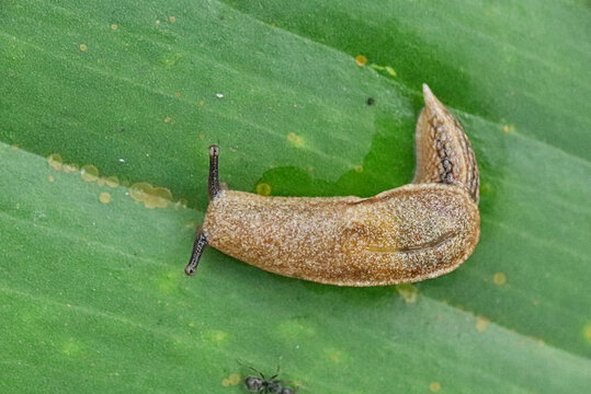 Slug crawling on a green leaf top view.