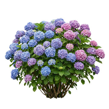 Colorful Hydrangea flower bush with blue and pink blooms
