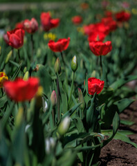 Obraz premium Tulip fields bloom near Zurich for Swiss spring holidays, Easter and Mothers Day