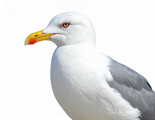 Fototapeta premium Möwe