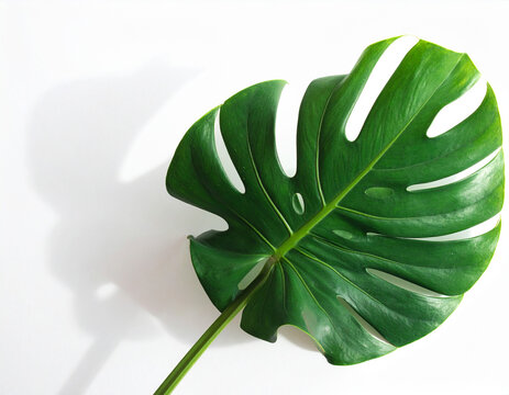 Monstera
