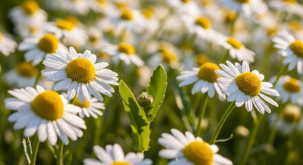 Fototapeta premium Gentle field of blooming white daisies bathed in warm, soft sunlight, evoking a sense of peace and nature's simple beauty.