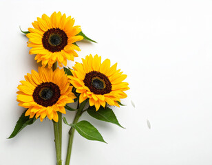 Naklejka premium Sonnenblume