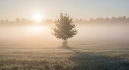 Obraz premium Solitary tree emerges from morning mist under gentle sunrise.