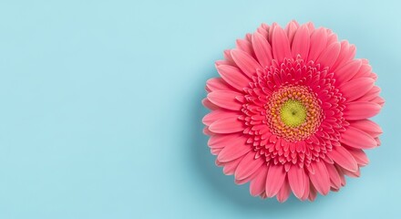 Vibrant pink gerbera daisy with a yellow center set against a soft blue background