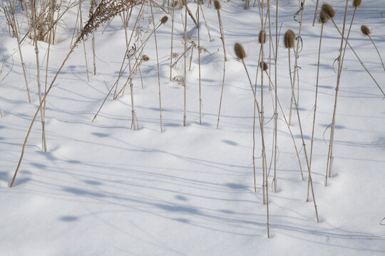 dried wildflowers and stalks of teasel in the snow
