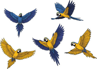 Flying macaws vector illustration, colorful parrot set, tropical bird design, wildlife theme, flat drawing, CAD style, exotic nature © Ali