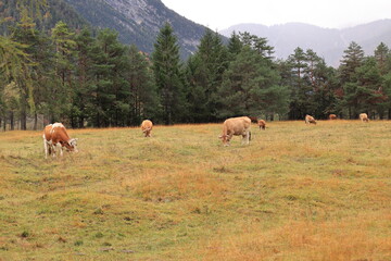 Naklejka premium Schöner Herbsttag in den Wäldern von Mittenwald in den Bayerischen Alpen 