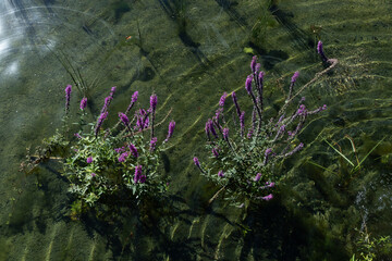 wodne rośliny oświetlone porannym słońcem © Magdalena