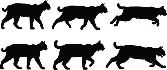 Big cat silhouettes set, walking and running poses, wild predator collection, black animal shapes, isolated wildlife illustration, feline movement © Amit World