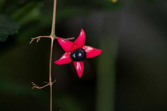 unbekannte Sch&ouml;nheit