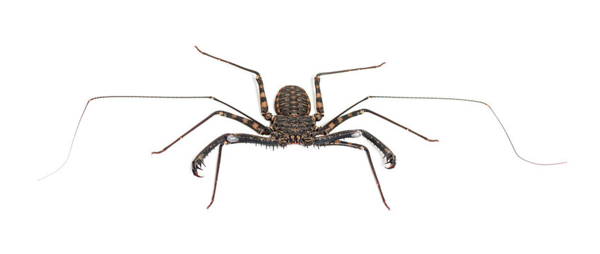 Damon diadema, amblypygid species, isolated on white