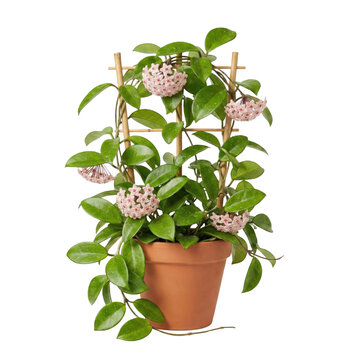 Flowering wax plant hoya carnosa on bamboo trellis