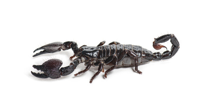 Emperor scorpion, Pandinus imperator, in front of white background
