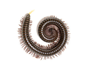 Ghana speckled leg millipede, Atopochetus specie, coiling up defensively and defecating, isolated on white